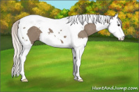 Horse Color:Silver Grullo Splash Tobiano 