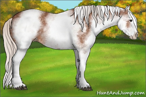 Horse Color: White Spotted Silver Bay Splash 