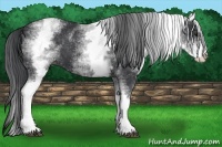 Horse Color:White Spotted Black 