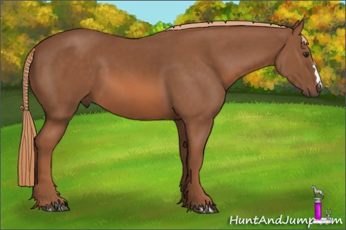Horse Color: Liver Chestnut 