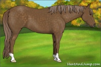 Horse Color:Chocolate Palomino 