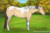 Horse Color:Amber Cream Champagne Dun Tobiano 