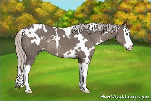 Horse Color: White Spotted Silver Black Sabino Splash 