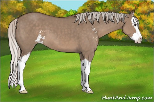 Horse Color: Silver Grullo Sabino Splash 