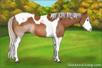 Horse Color:Silver Bay Sabino Splash Tobiano 