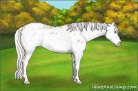 Horse Color:Silver Grullo Ice Sabino Splash 