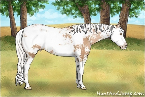 Horse Color: Silver Black Pearl Sabino 
