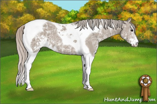 Horse Color: Silver Grullo Ice Sabino Tobiano 