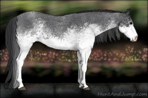 Horse Color: White Spotted Blue Roan 