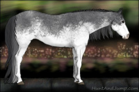 Horse Color:White Spotted Blue Roan 