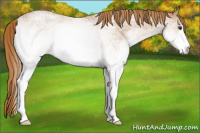 Horse Color:White Spotted Red Roan 