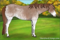 Horse Color:White Spotted Red Roan 