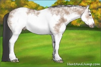 Horse Color:White Spotted Bay Ice Dun Frame 