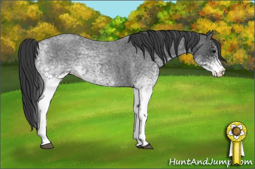 Horse Color: White Spotted Blue Roan 