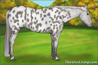 Horse Color:Grullo Near Leopard 