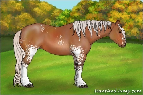Horse Color: White Spotted Silver Bay Sabino 