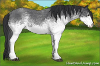 Horse Color:White Spotted Blue Roan 