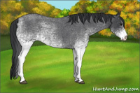 Horse Color:White Spotted Blue Roan 