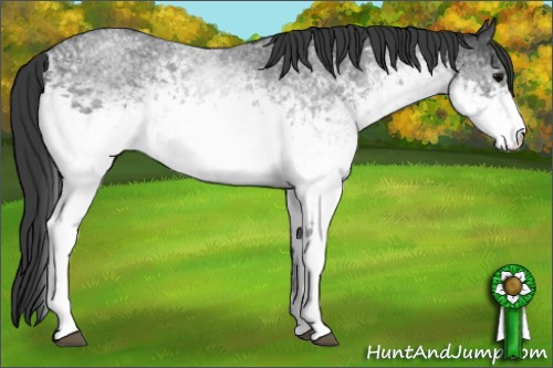 Horse Color: White Spotted Blue Roan 
