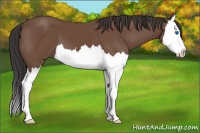 Horse Color:Bay Splash 
