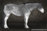 Horse Color:White Spotted Blue Roan