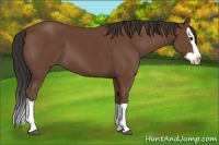 Horse Color:Bay Splash 