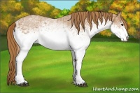 Horse Color:White Spotted Chestnut Ice