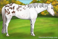 Horse Color:Bay Roan Appaloosa 