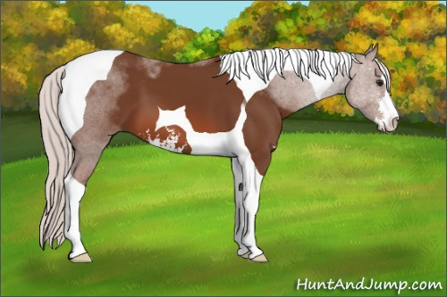 Horse Color: Silver Brown Sabino Tobiano 