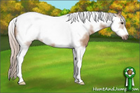 Horse Color:Silver Bay Dun Sabino Tobiano Frame 