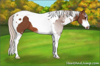 Horse Color:Silver Bay Sabino Tobiano 