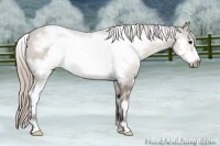 Horse Color:White Spotted Silver Grullo Sabino Frame 