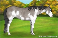 Horse Color:Grullo Splash Rabicano 