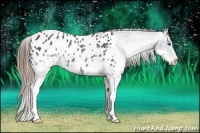 Horse Color:Black Splash Appaloosa Rabicano 