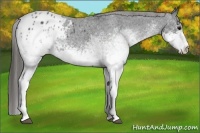 Horse Color:White Spotted Blue Roan Appaloosa