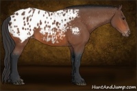 Horse Color:Bay Appaloosa 
