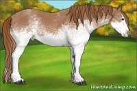 Horse Color:White Spotted Red Roan Splash