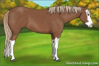 Horse Color:Chestnut Splash 