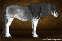 Horse Color:White Spotted Blue Roan Splash 