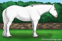 Horse Color:Silver Grullo Appaloosa 