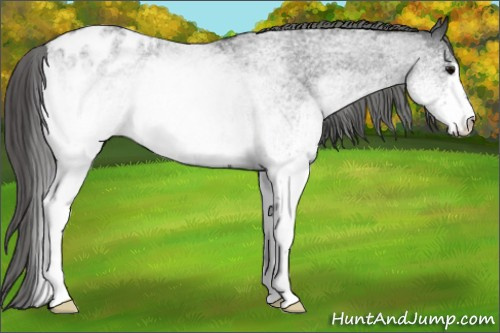 Horse Color: White Spotted Blue Roan Blanket 