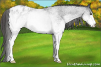 Horse Color:White Spotted Blue Roan Blanket 