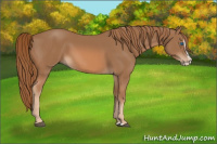 Horse Color:Chestnut Splash 