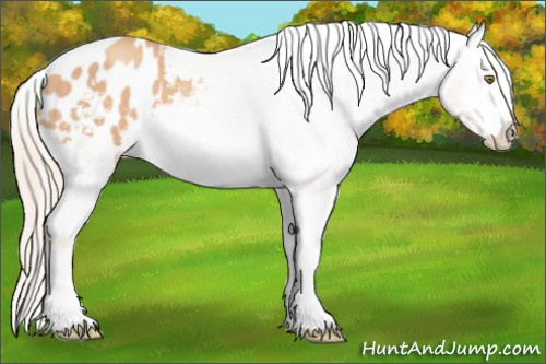 Horse Color: Gold Champagne Blanket 
