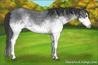 Horse Color:White Spotted Blue Roan Splash 
