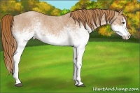 Horse Color:White Spotted Red Roan Splash 