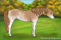 Horse Color:White Spotted Red Roan Splash 