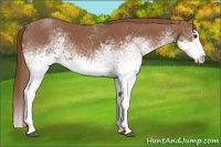 Horse Color:White Spotted Red Roan Splash