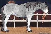 Horse Color:White Spotted Blue Roan Appaloosa 