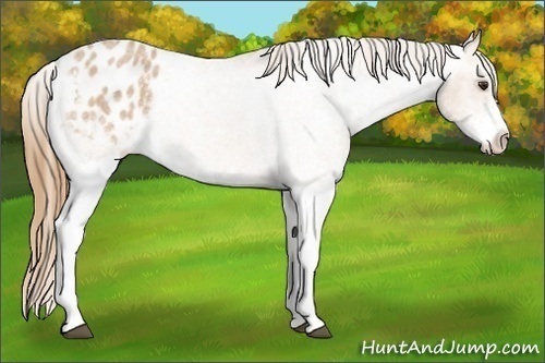 Horse Color: White Spotted Red Roan Blanket 